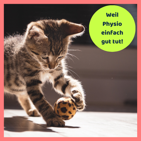 Physiotherapie für Katzen ist mitversichert.